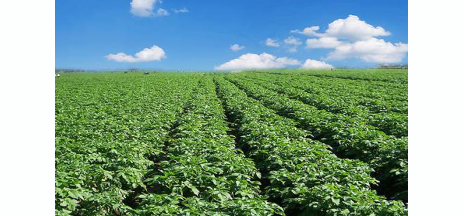 Crop Ground Investigation