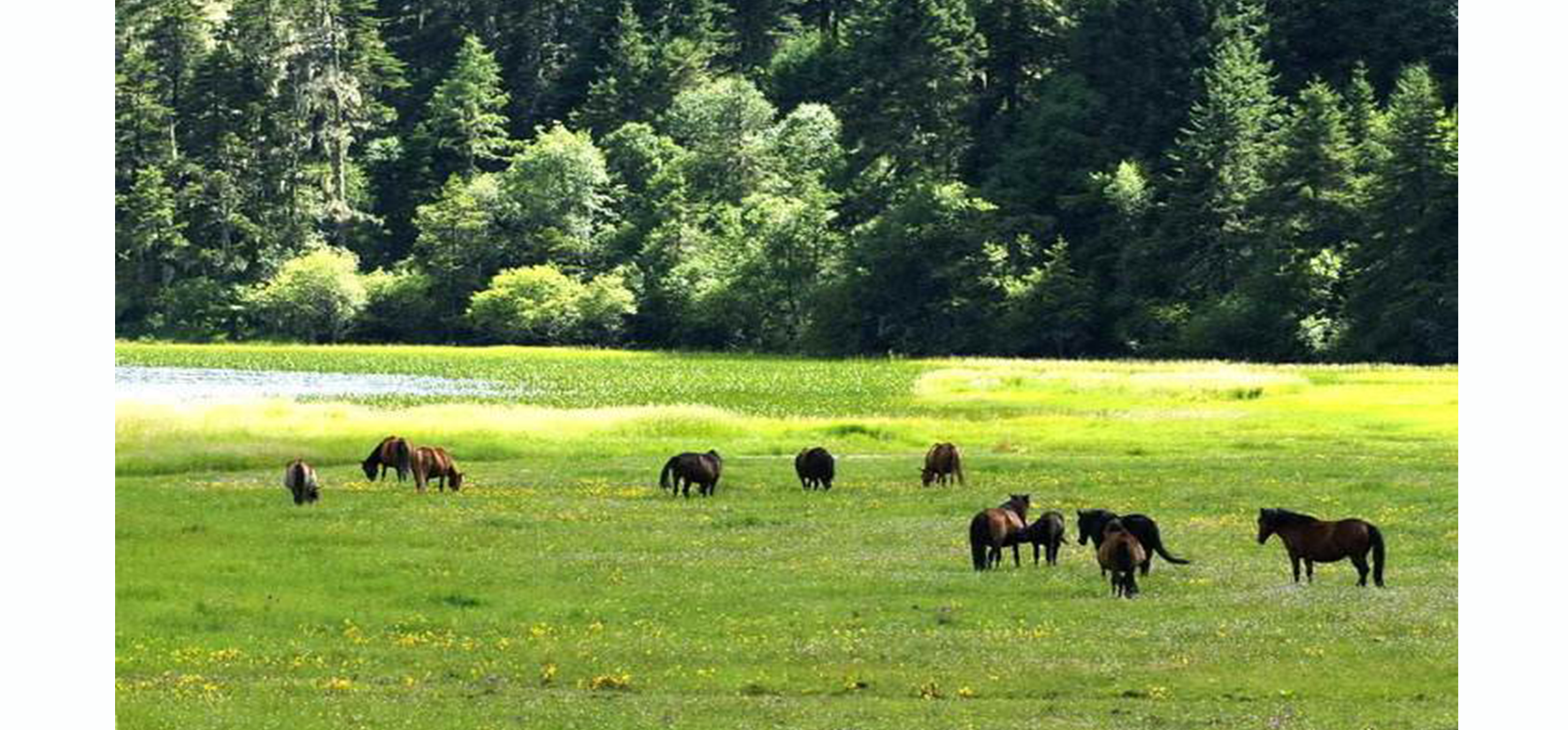 Forest Pests Prevention System